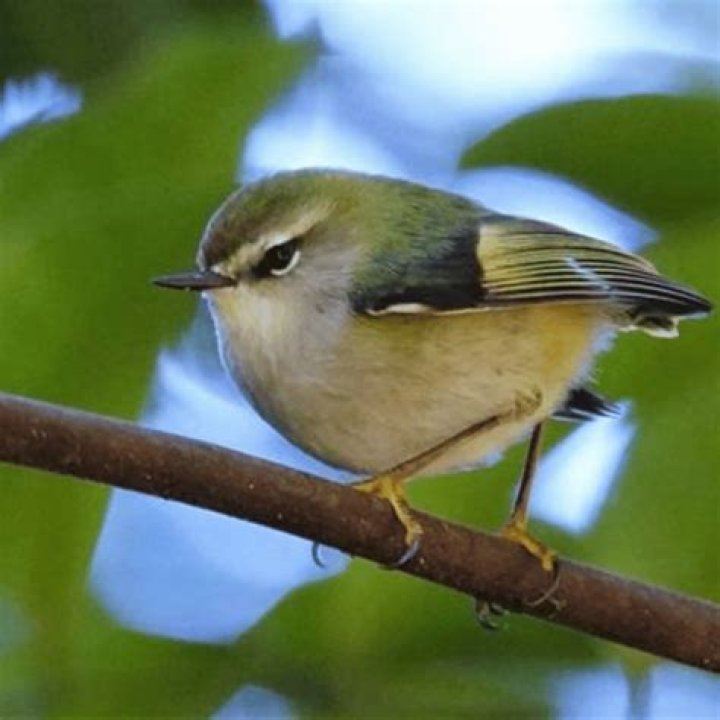 Rifleman MyNativeForest